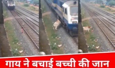 ट्रेन हादसे से बाल-बाल बची बच्ची, गाय बनी ‘रियल हीरो’ — सोशल मीडिया पर चर्चा