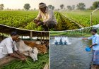 यूपी में पशुपालकों और किसानों के लिए एडवाइजरी जारी