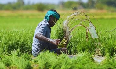 भीषण गर्मी से खरीफ फसलों पर खतरा