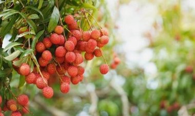 कृषि एवं प्रसंस्कृत खाद्य उत्पाद निर्यात विकास प्राधिकरण की मदद से इटली भेजी गई पहली खेप