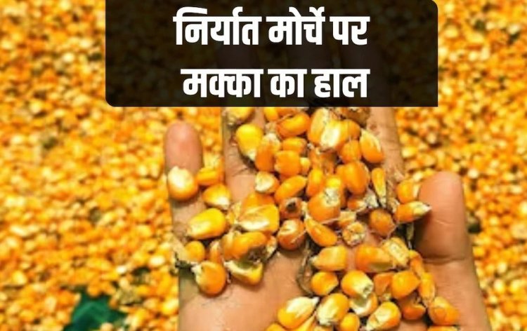 भारतीय मक्का की विदेशों में बढ़ी मांग