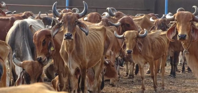 गौहत्या पर बड़ा फैसला, सर्वोच्च न्यायालय की रोक!